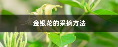 金银花的采摘方法