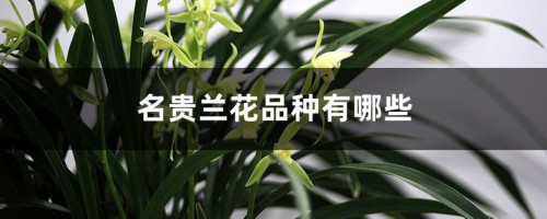 名贵兰花品种有哪些（十大名贵兰花）