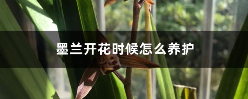 墨兰开花时候怎么养护