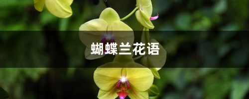 蝴蝶兰花语