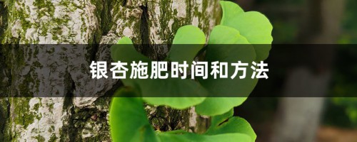 银杏施肥时间和方法，冬季银杏树用什么肥料