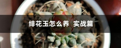 绯花玉怎么养  实战篇