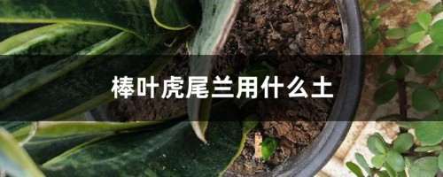 棒叶虎尾兰用什么土