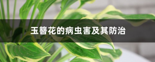 玉簪花的病虫害及其防治