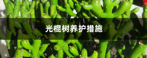 光棍树养护措施，对土壤的要求