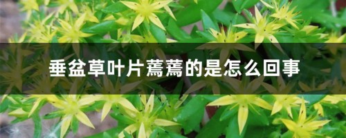 垂盆草叶片蔫蔫的是怎么回事