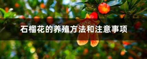 石榴花的养殖方法和注意事项