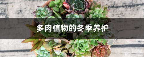 多肉植物的冬季养护