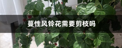 蔓性风铃花需要剪枝吗