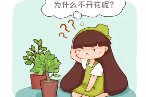 家庭养花不开花怎么办？盘点常见12种花卉促花方法！