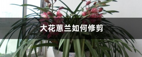 大花蕙兰如何修剪