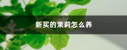 新买的茉莉怎么养