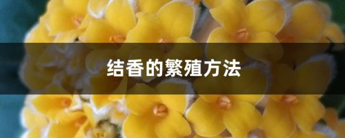 结香的繁殖方法