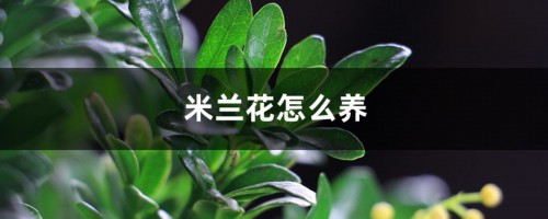 米兰花怎么养