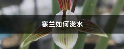 寒兰如何浇水