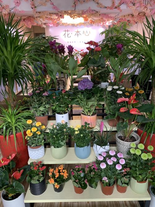 花店花种